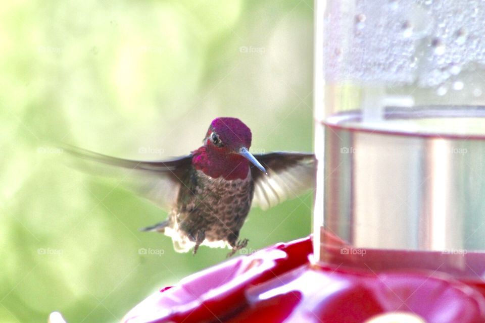 Beautiful hummingbird landing for a quick drink
