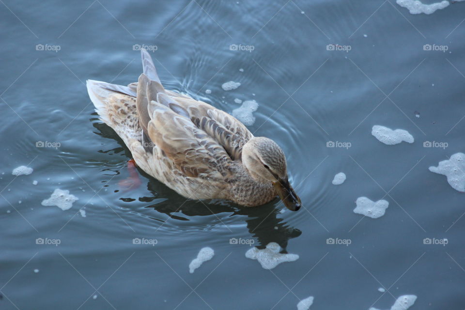 Speckled brown duck floating on river 