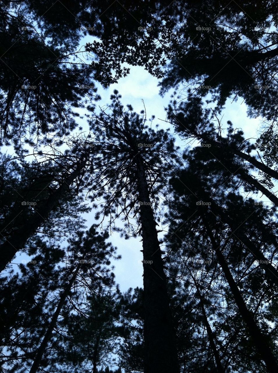 Woods of tree's