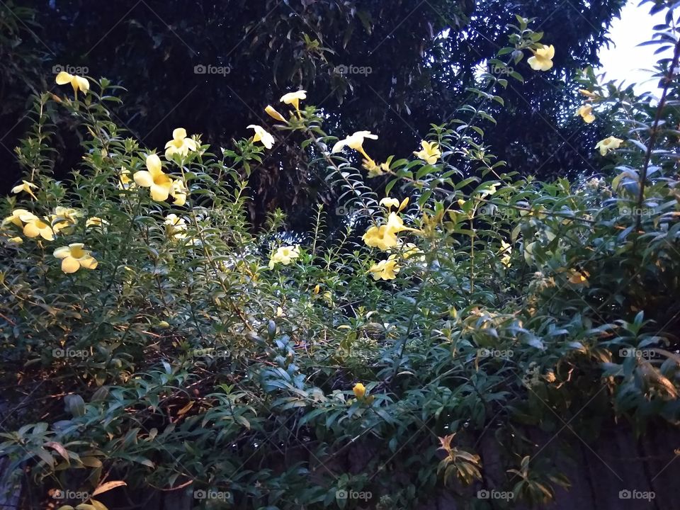 yellow flowers forest