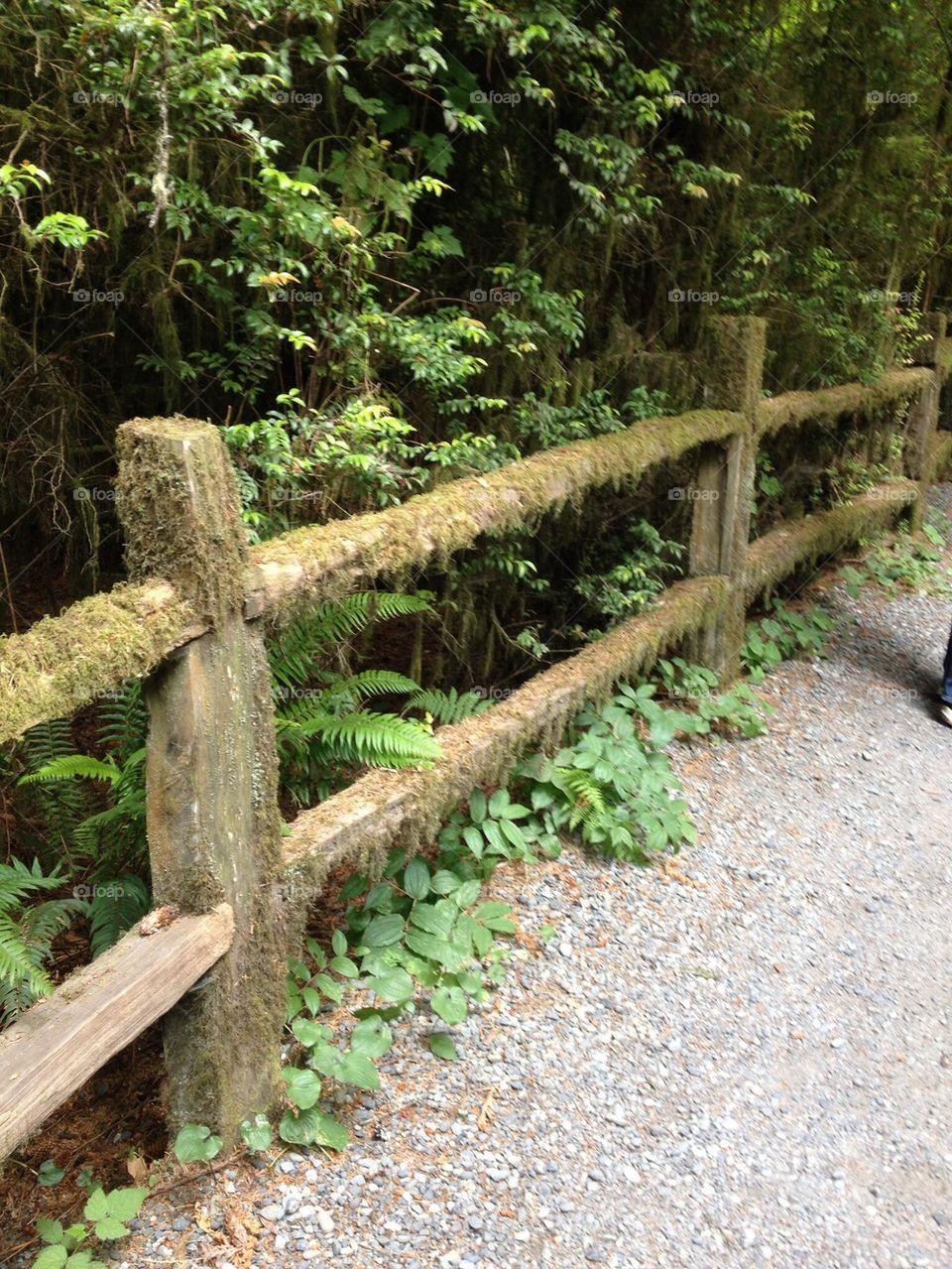 Mossy old fence