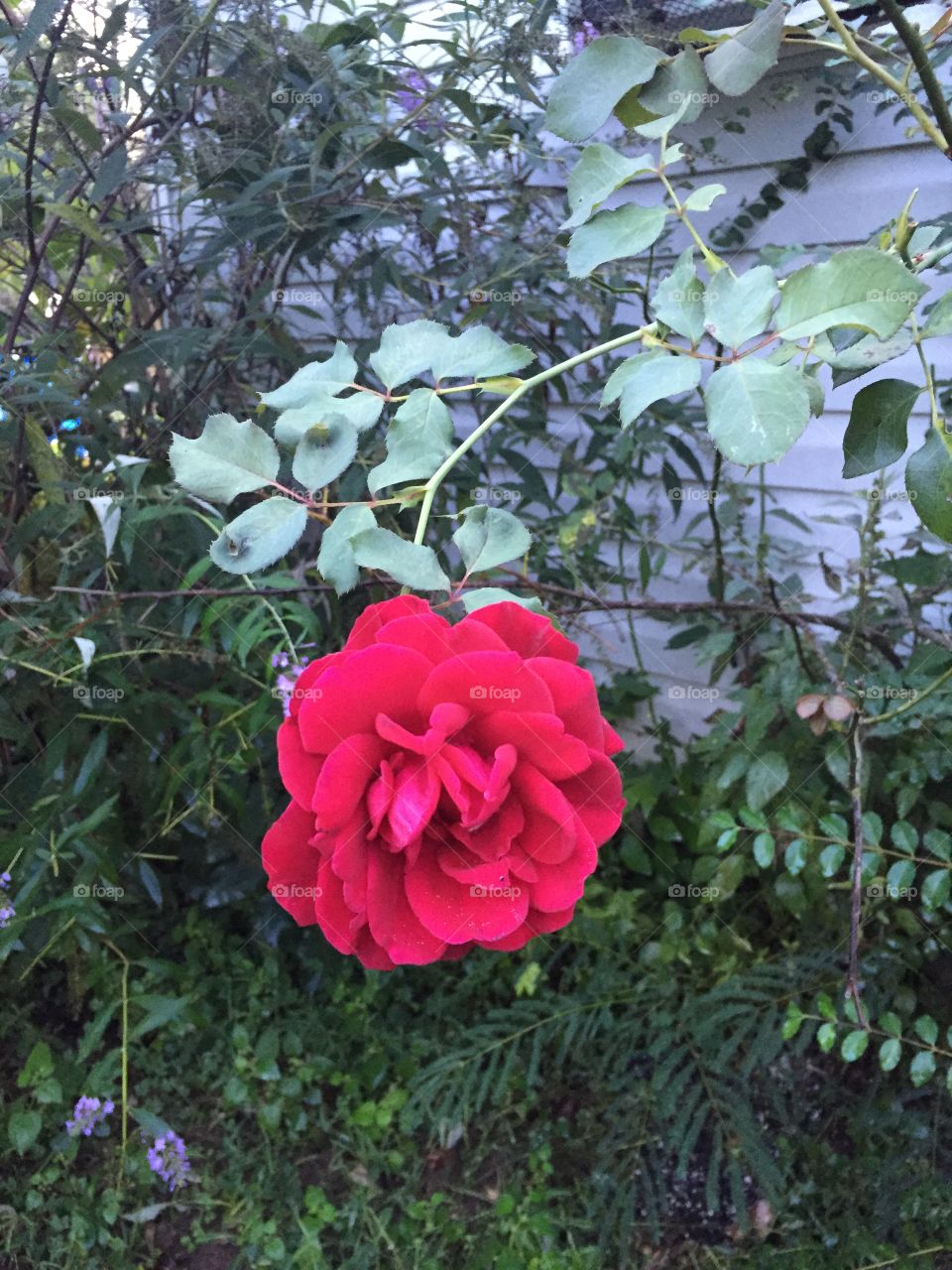 Beautiful setting of leaves and a red rose. 
