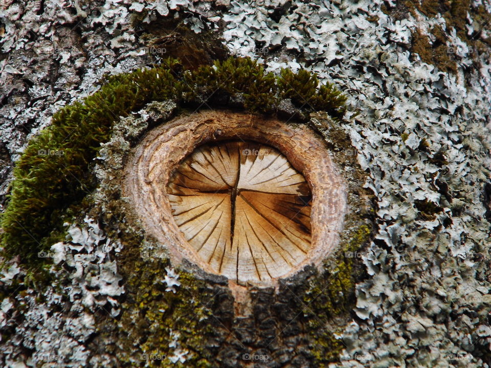 eyeball or Tree and pattern wood beautiful nature