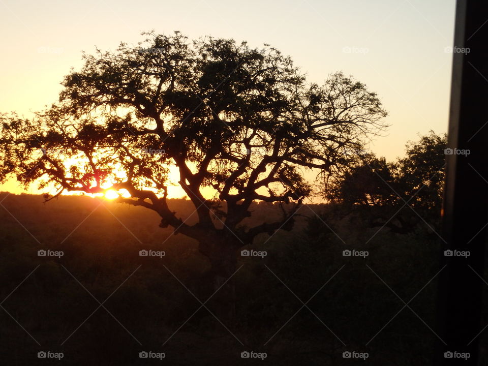 Safari sunset 