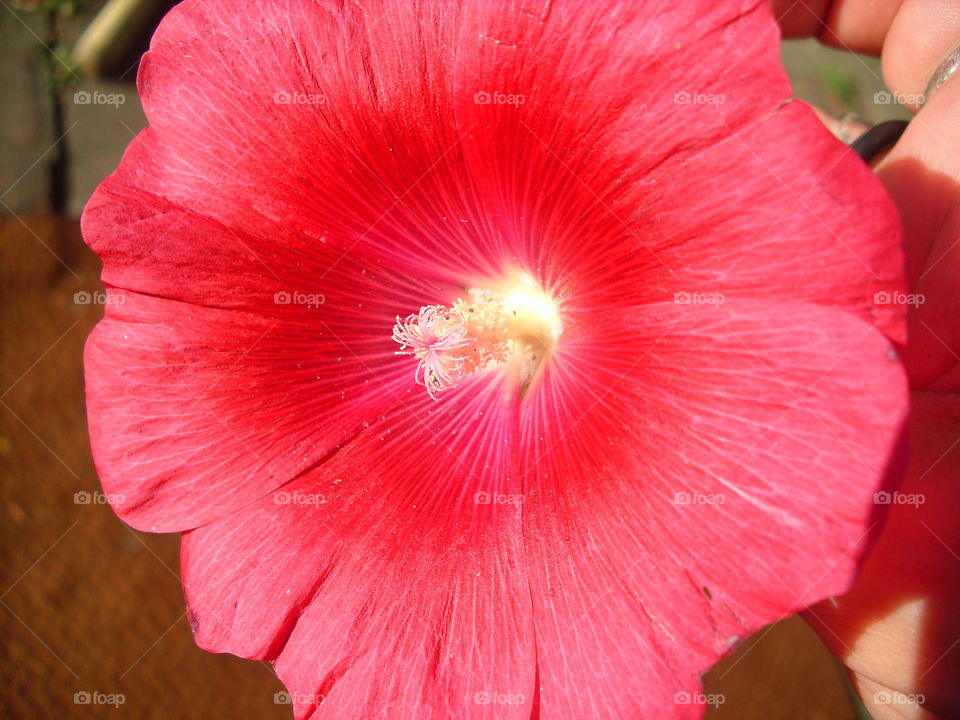 Flower, No Person, Nature, Flora, Bright