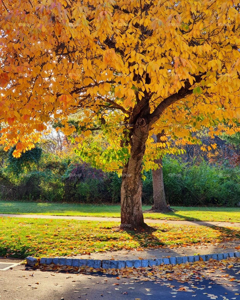 Autumn tree