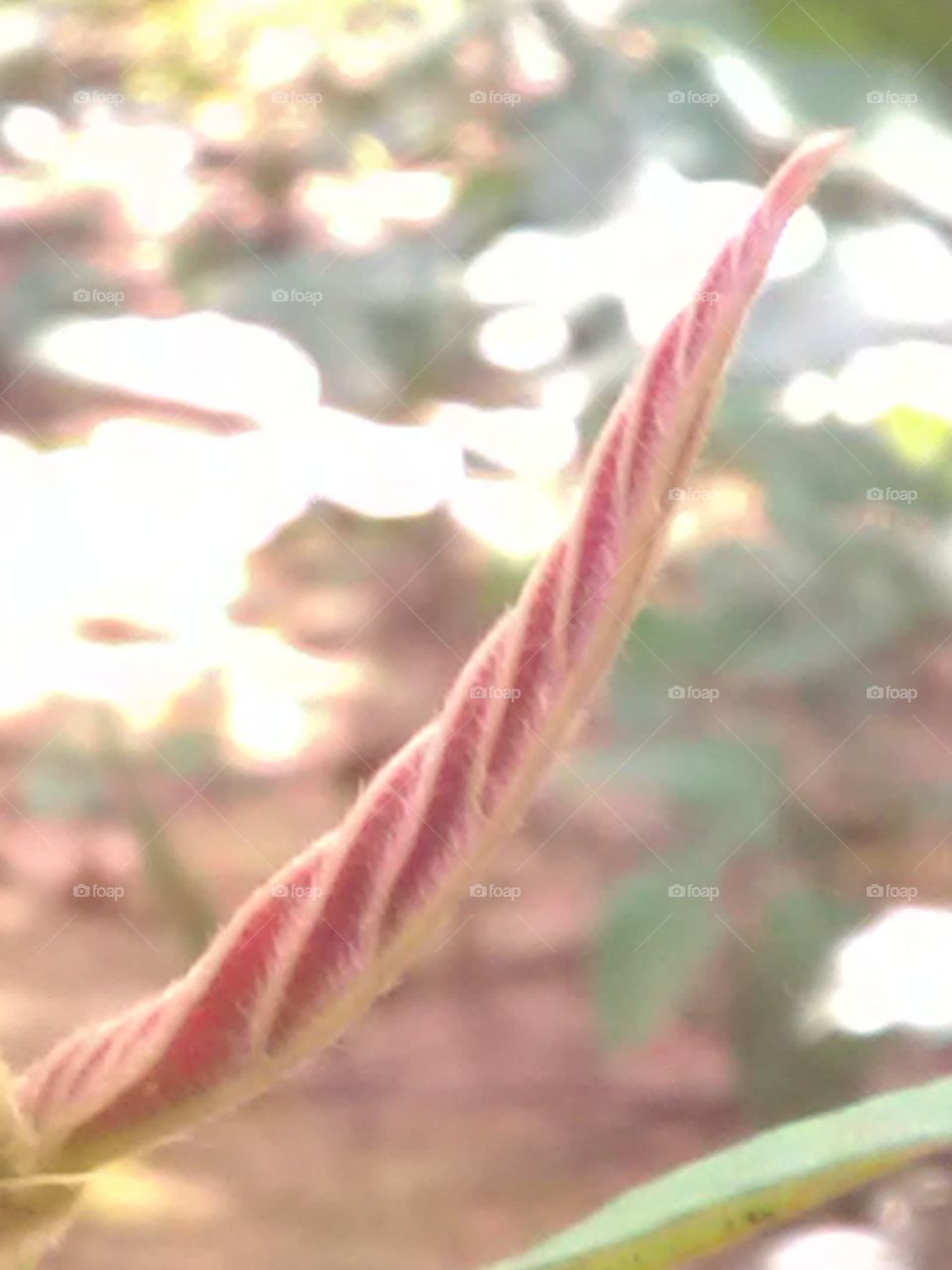 One species leafs is round up of the plants.