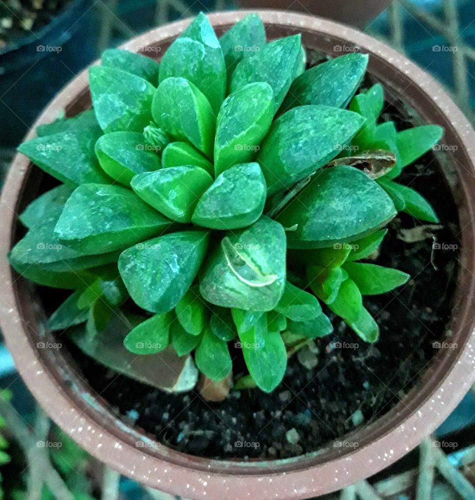 Beautiful Green Plant