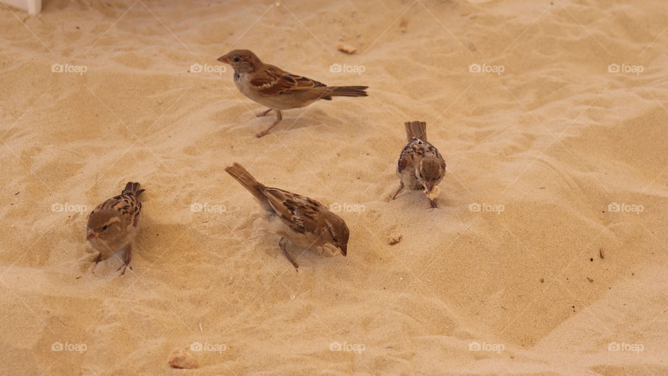 Four brown birds eating food and standing on a sand 