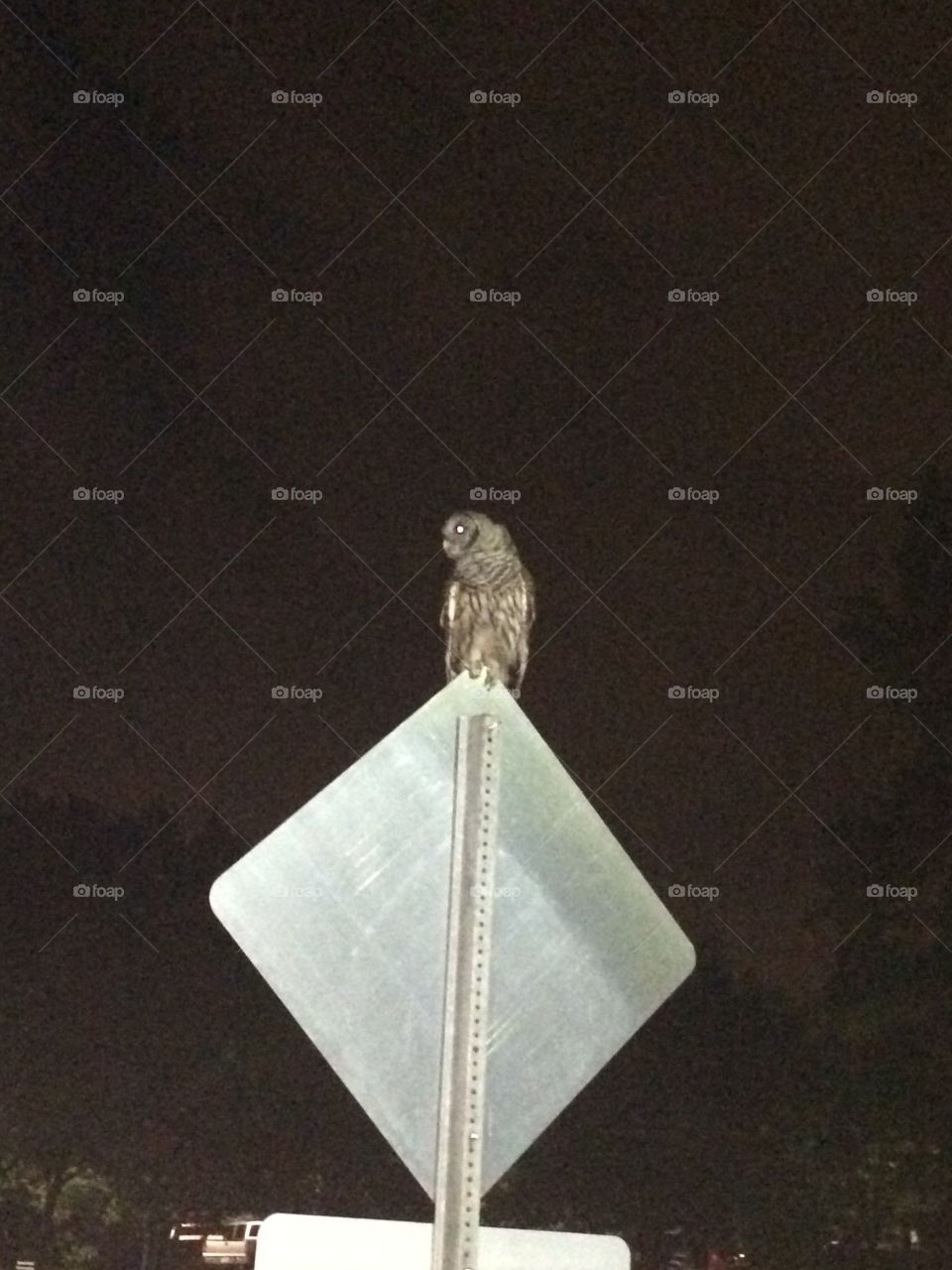 Owl standing on stop sign at Bond Park