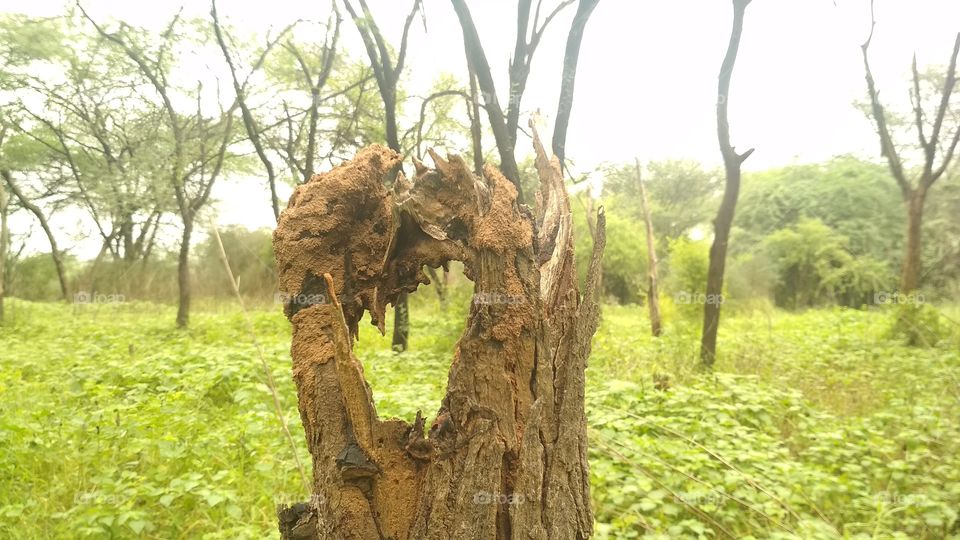 A TREE got MURDERED..