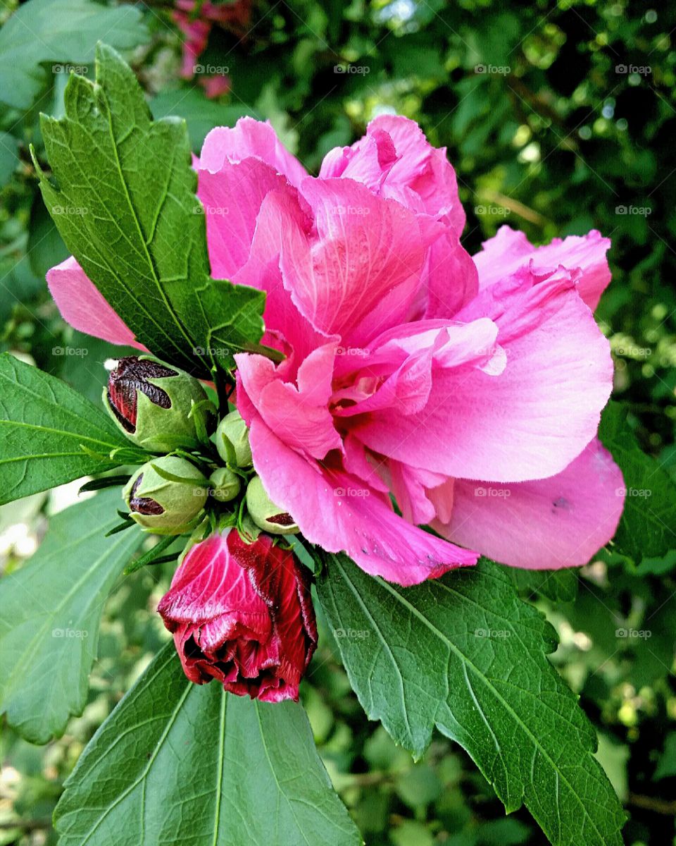 Pink Peonies