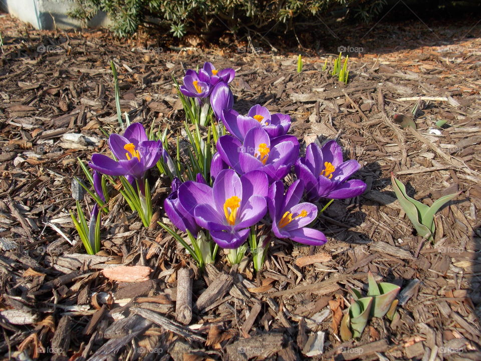Crocus buds are the first official sign of spring! Unfortunately they don't a