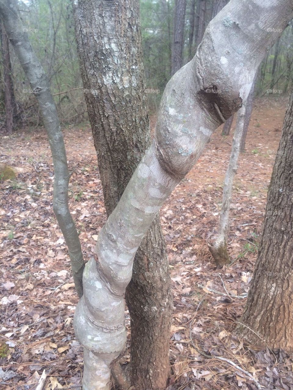 Twisted Branch