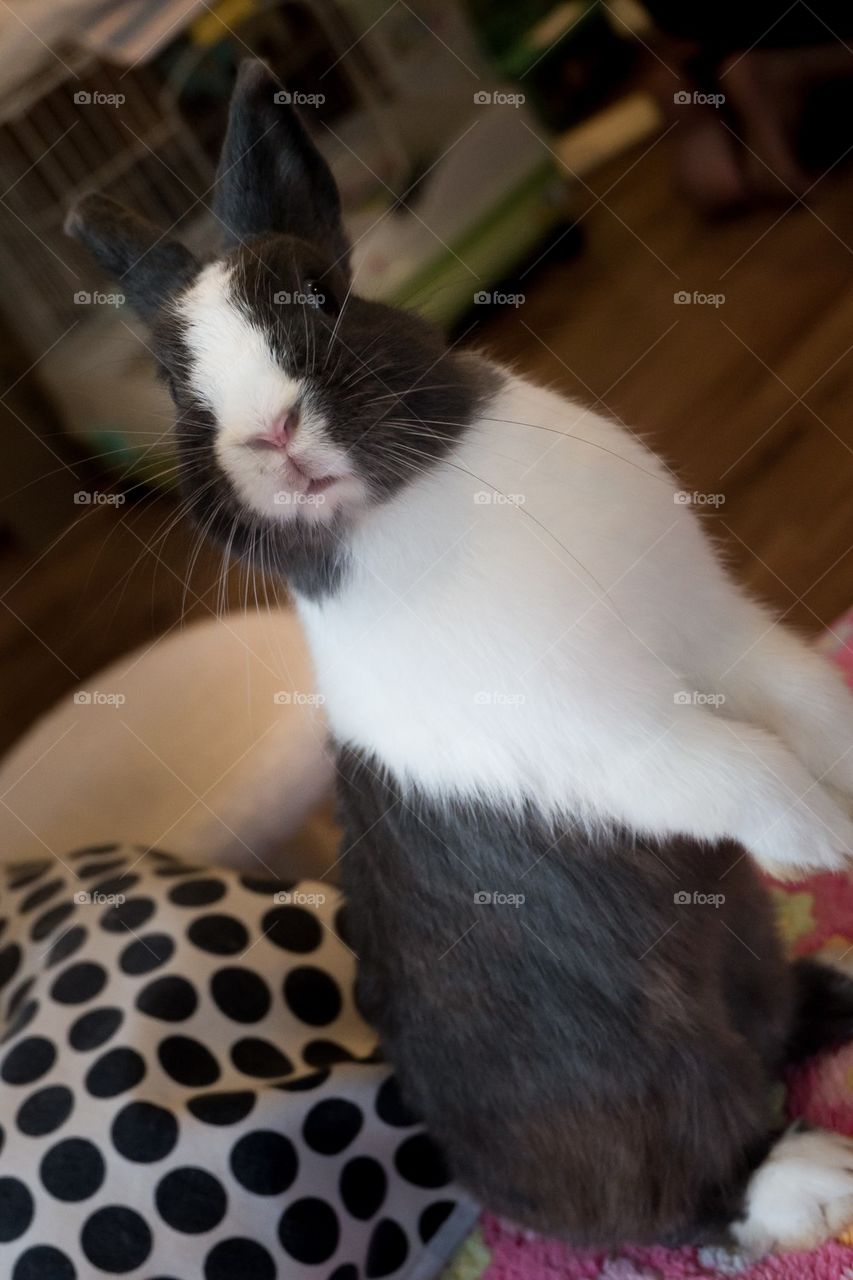 Black and white bunny