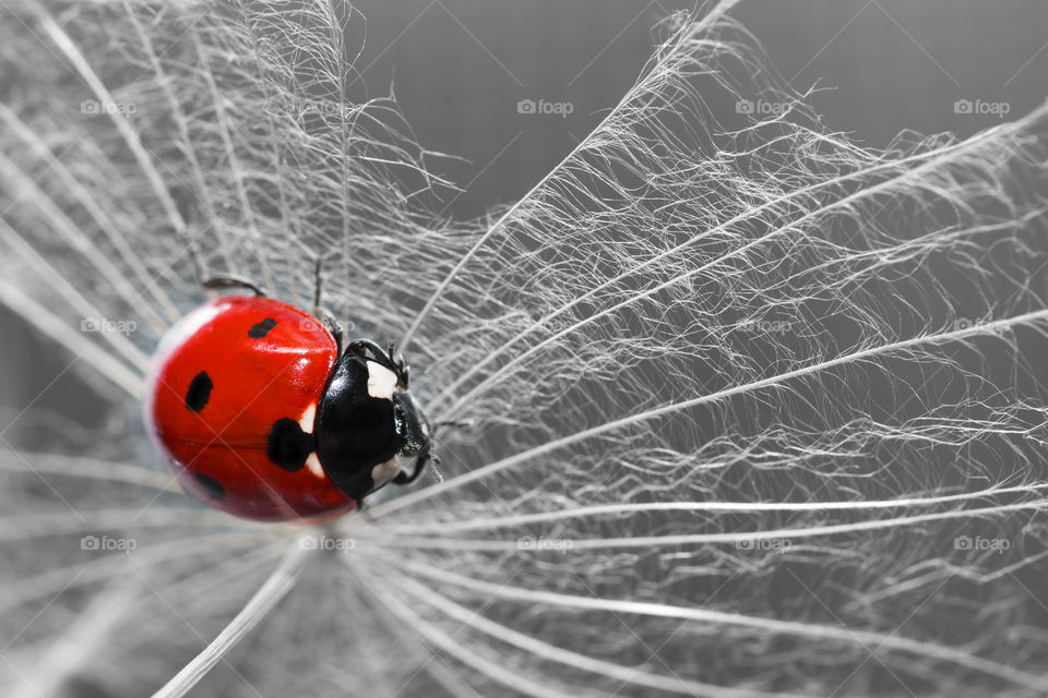 red bright ladybug on a dandelion clock.  close up .