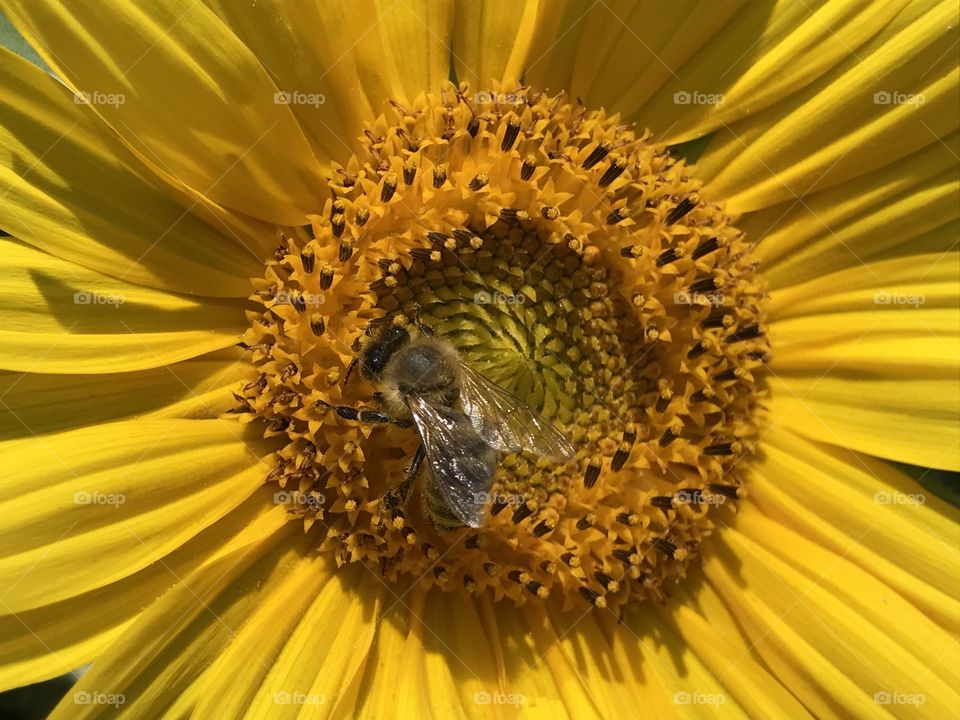 Sunflower Bee 