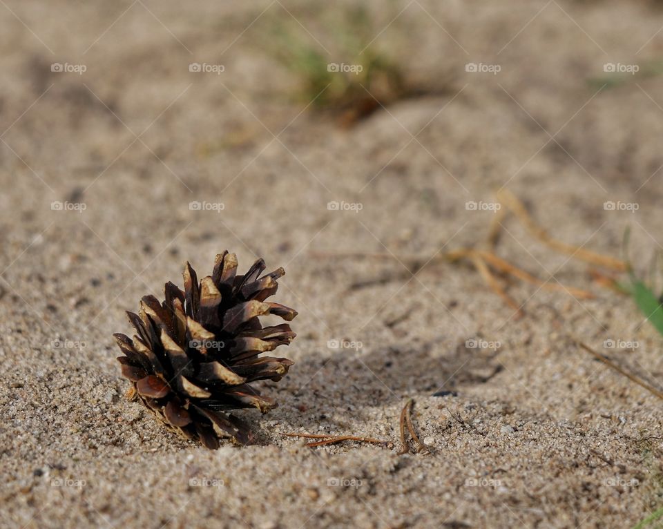 Pine cone