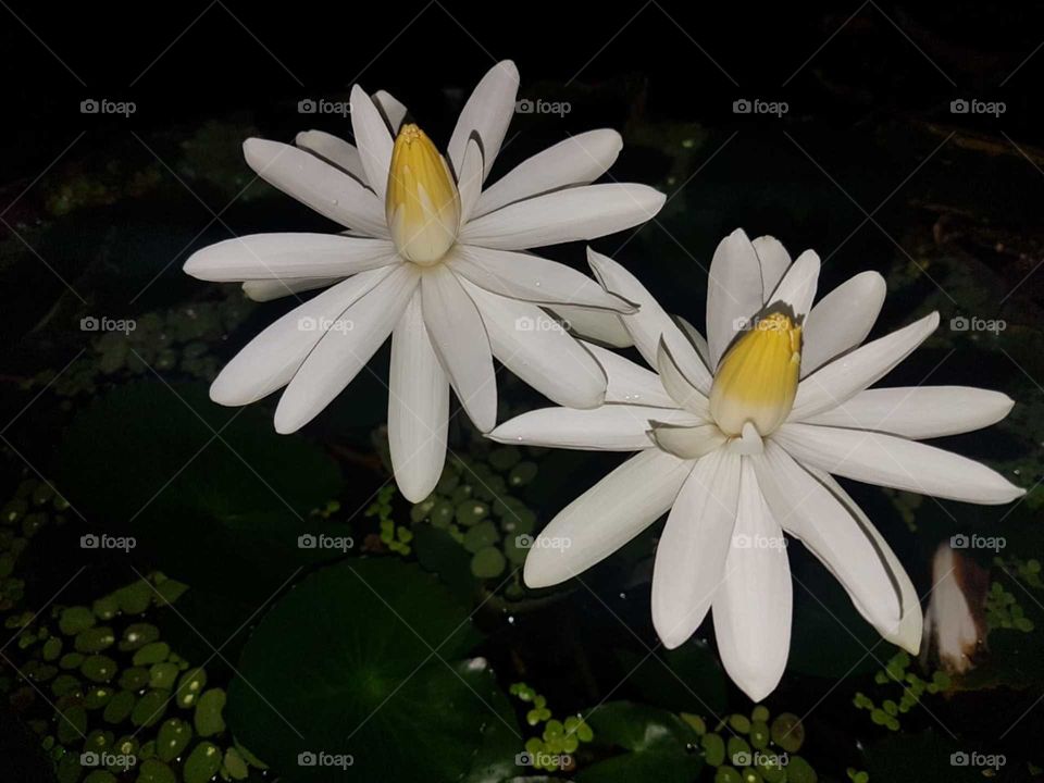 white colour beatiful flowers in garden