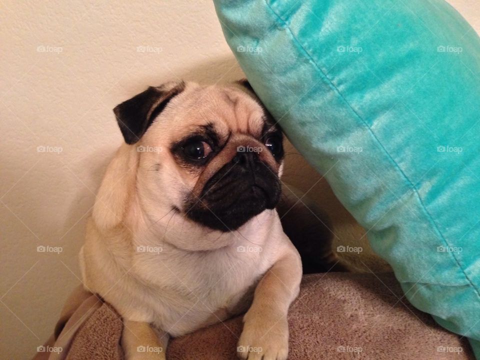 I am hiding under this pillow!  Tee Hee.