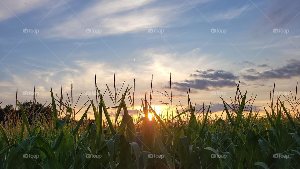 Sunset over Corn