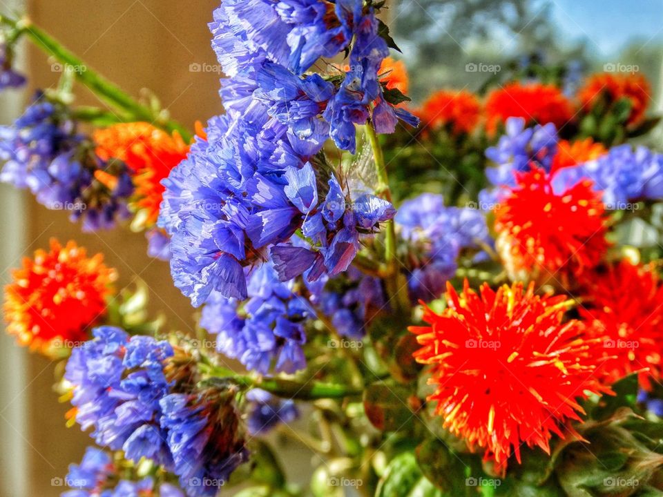 Vibrant Colorful Flowers