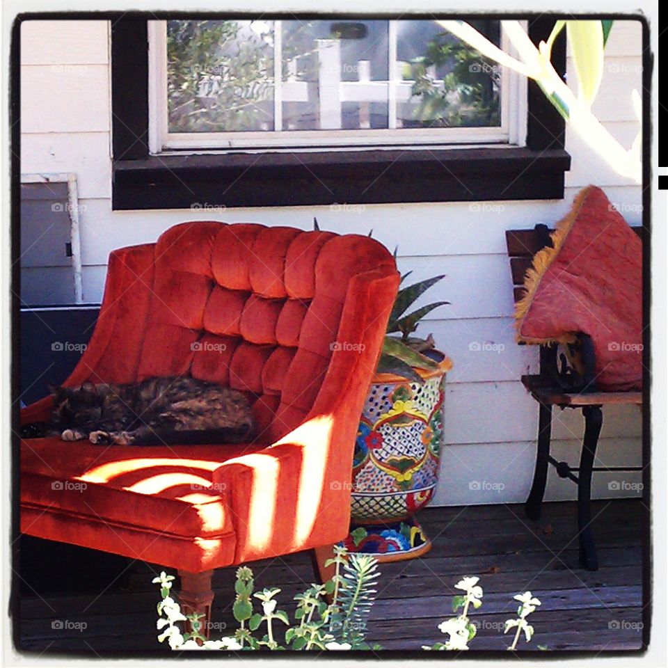cat lounging in an armchair. a cat lounges in the sunshine on an armchair on the porch in paso robles, CA