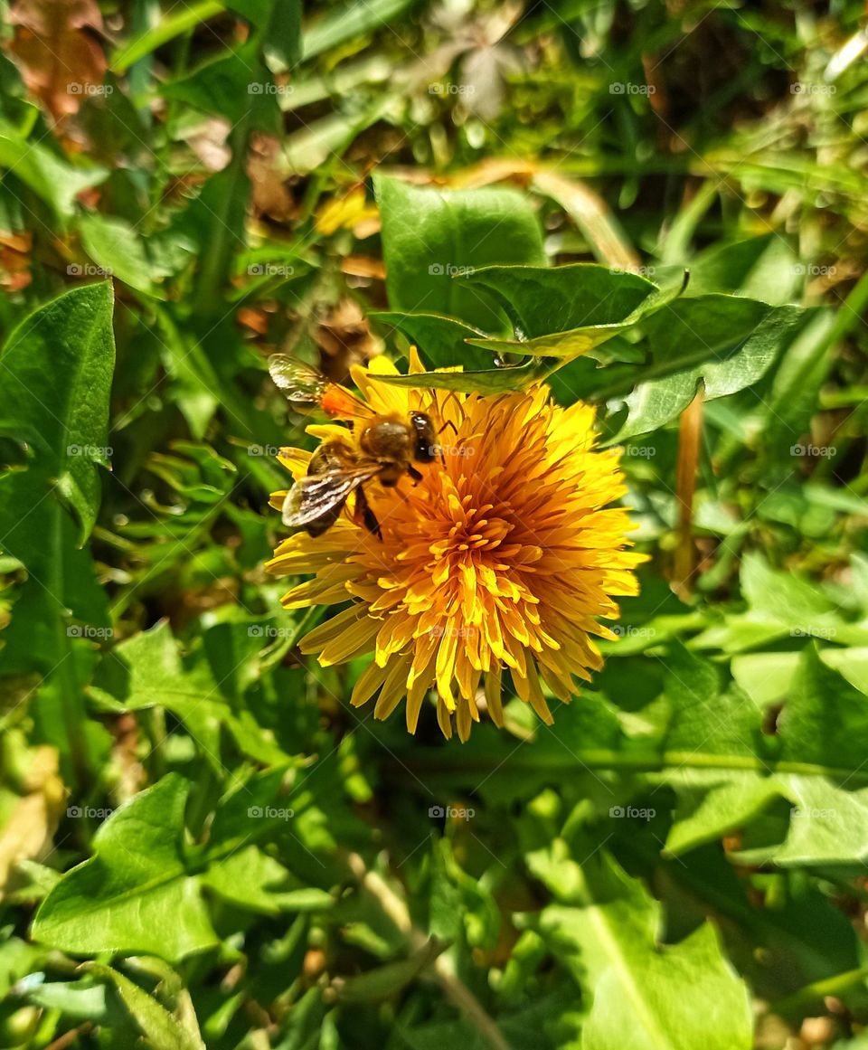 Bee