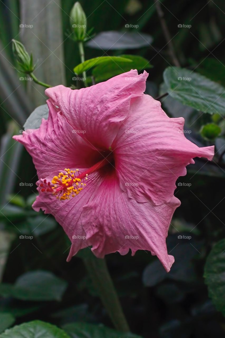 Eden Project