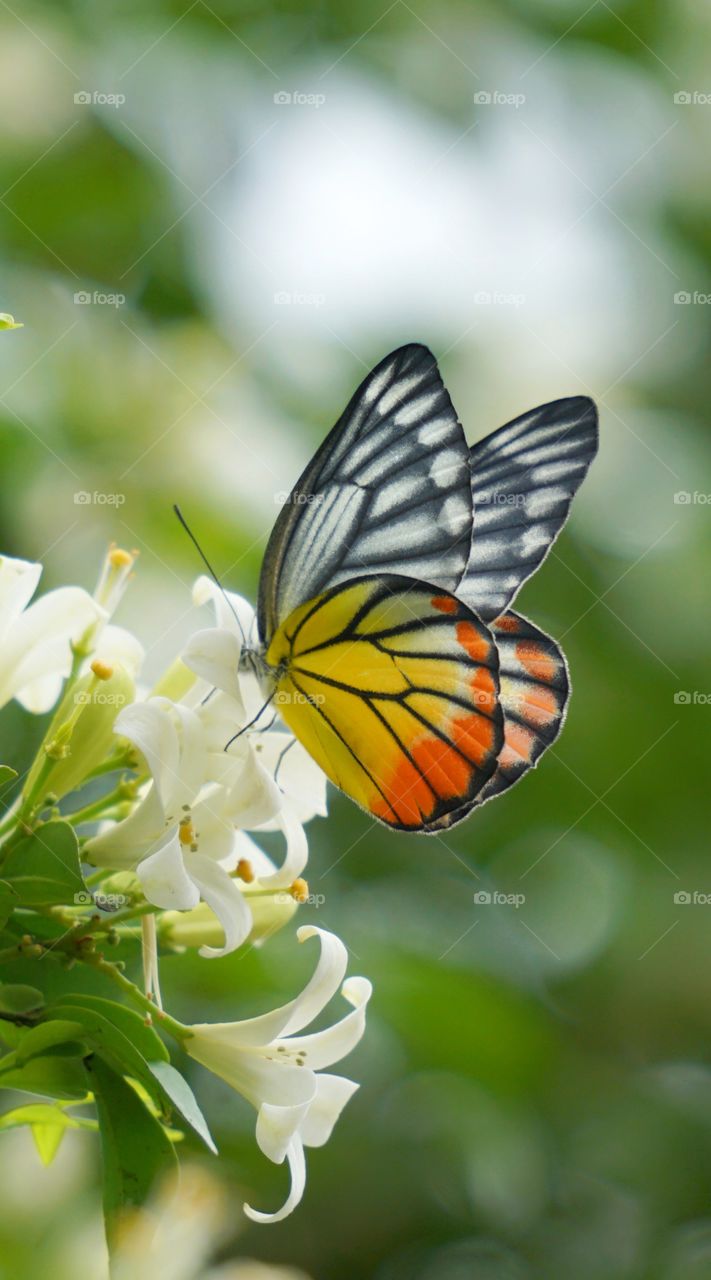 butterfly with flowers