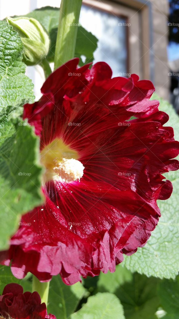 my Black red Hollyhocks 2015. finally  got more colors this year SUCCESS! !