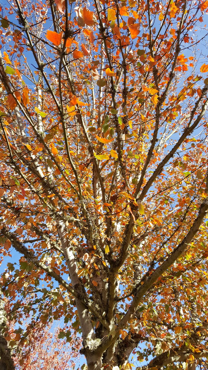 autumn in Beautiful tree