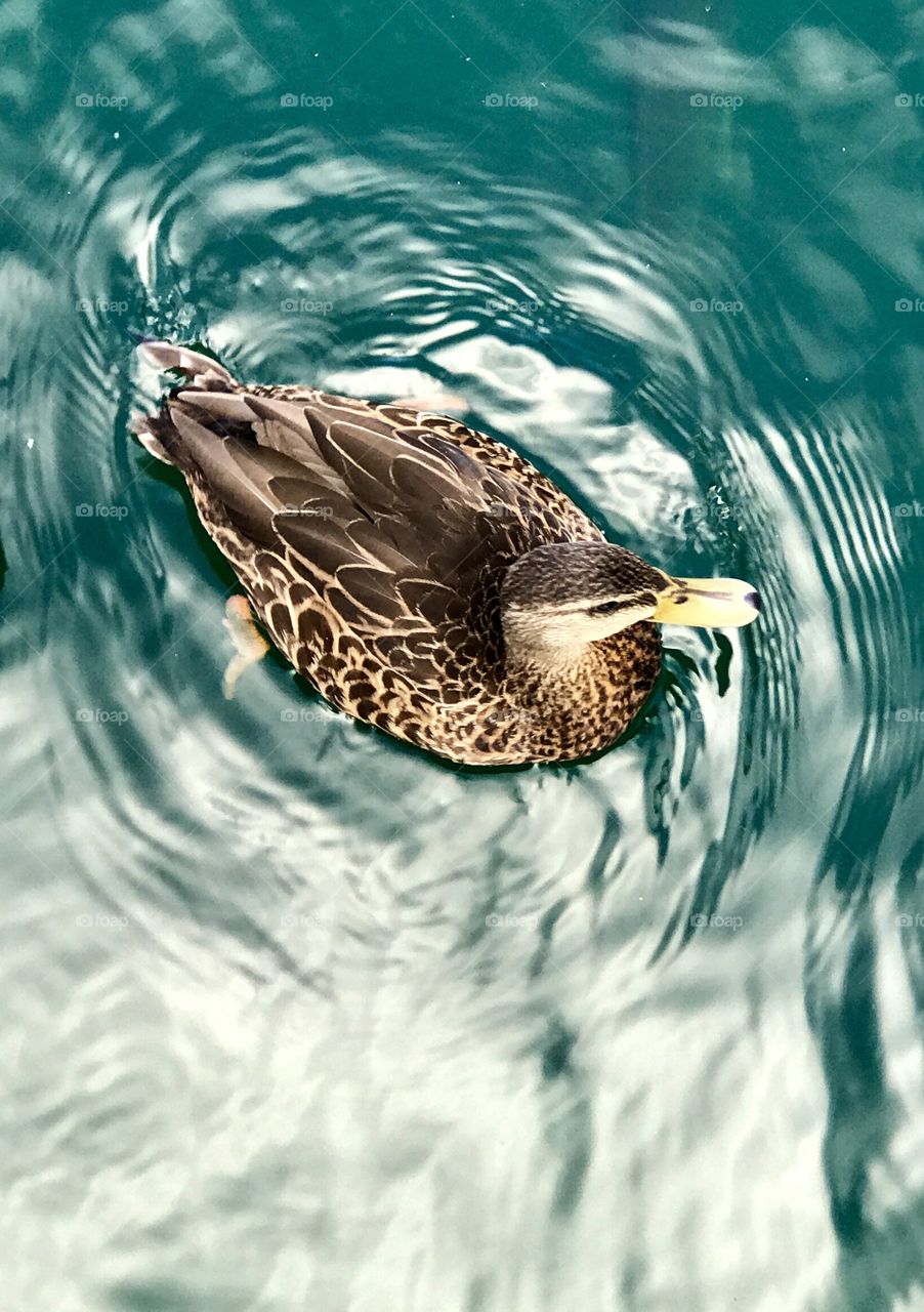 View of a duck from a bridge 