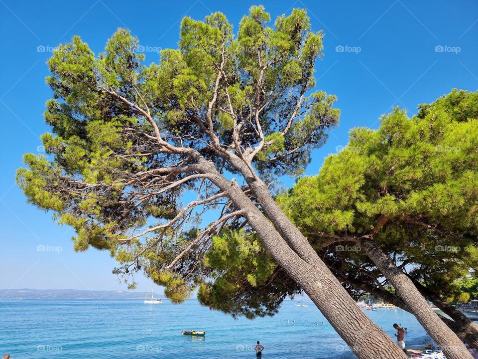 summer sea tree