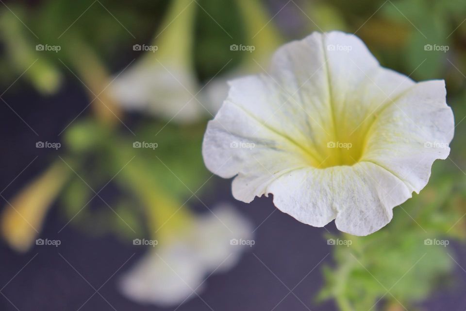 Garden petunia. 