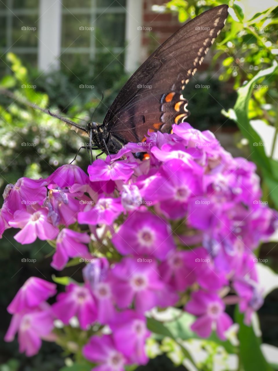 Butterfly profile on purple flowers in the garden