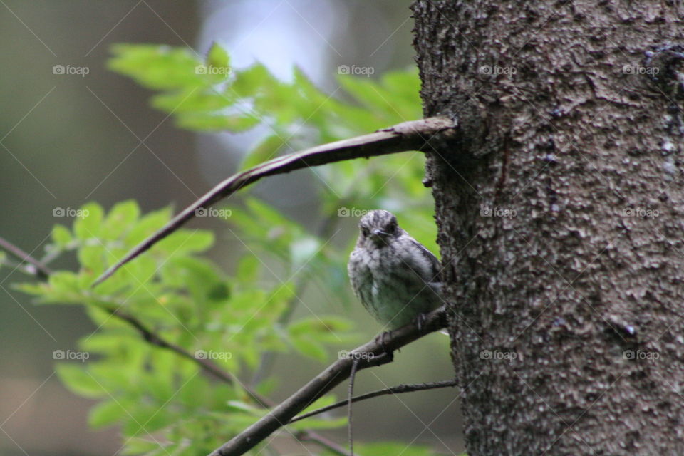 Bird on a tree branch in the forest