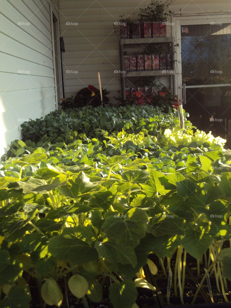 Early Garden Plants