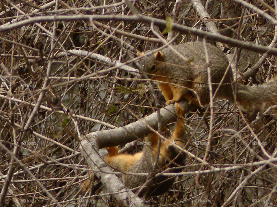 Two squirrels one upside down 