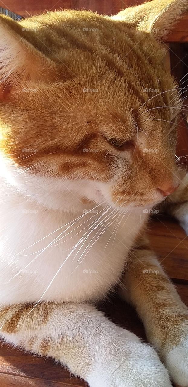 Ginger and white cat