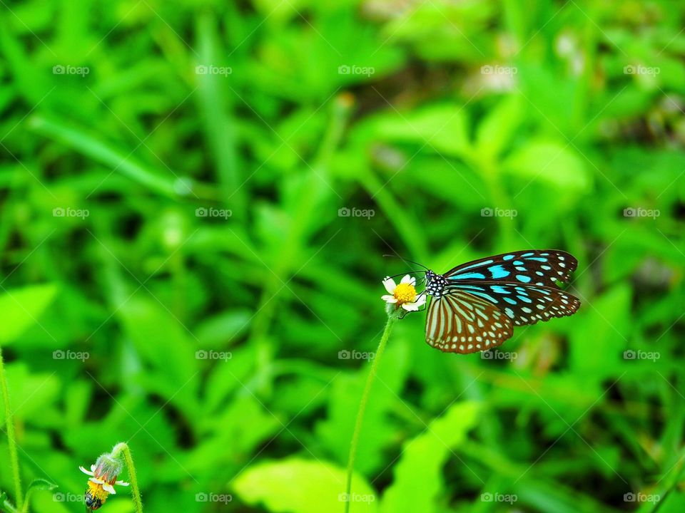 Butterfly the beautiful of nature