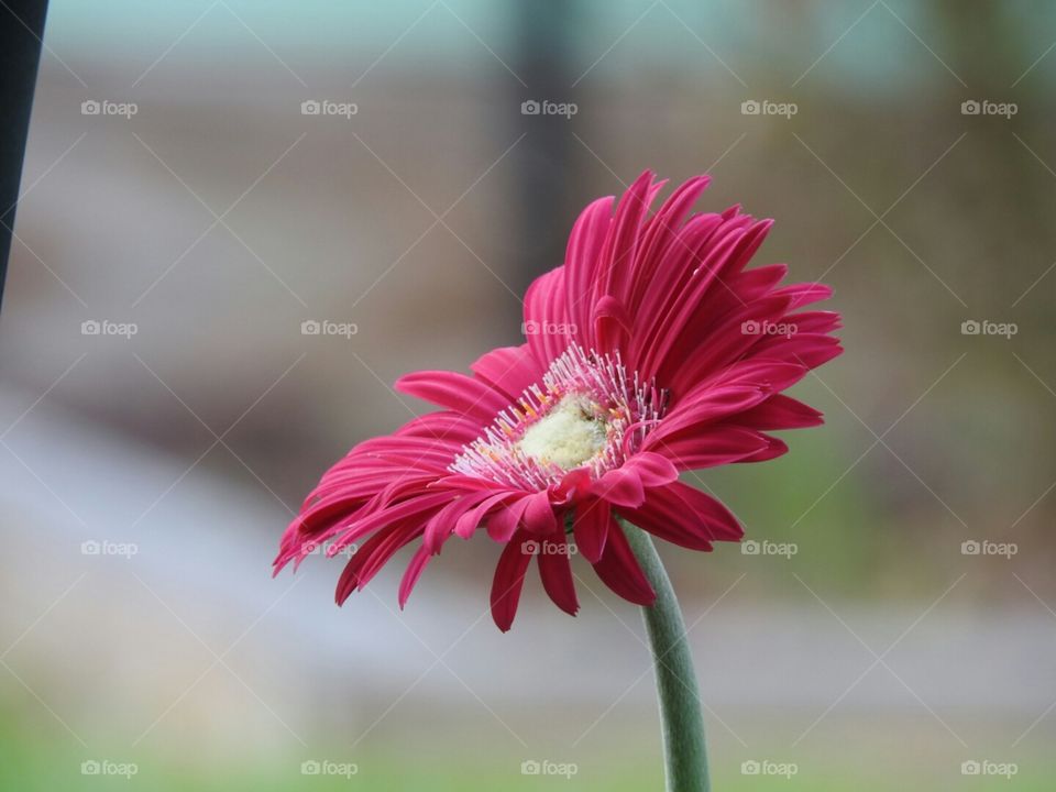 Standing Tall in Bright Pink