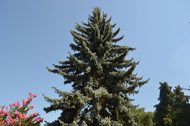 enormous tree