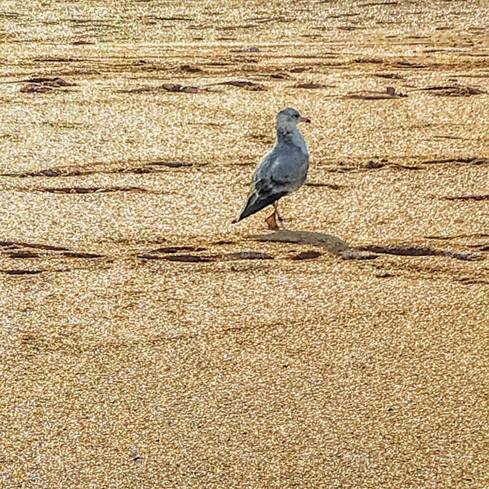 Sand and Seagull