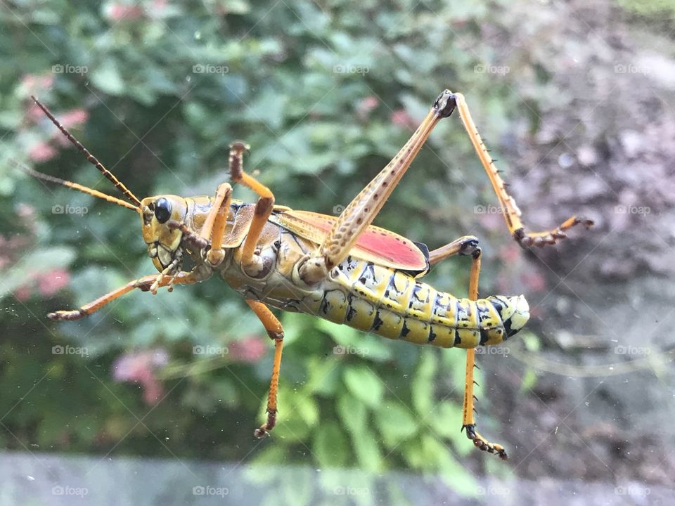 Florida Grasshopper