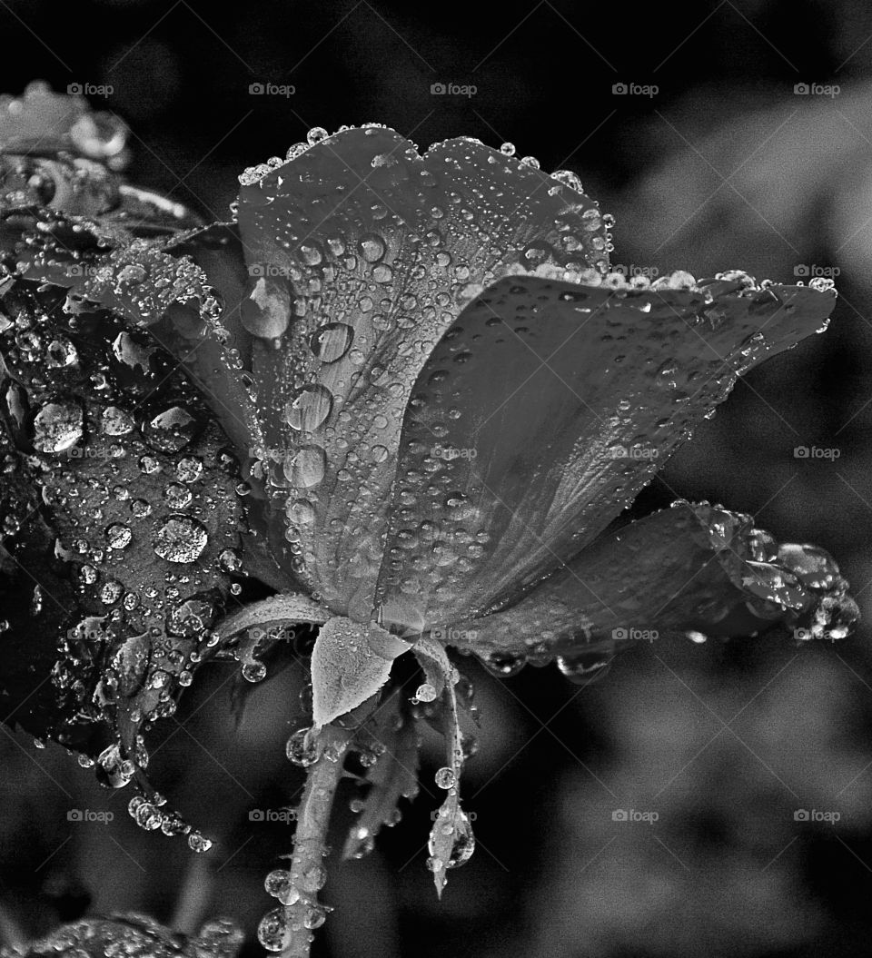 Happy Grey Story: Raindrops of joy! My Happy Grey Story photos shows cool, neutral,  and balanced color which             
communicates some of the strength and mystery of black!

