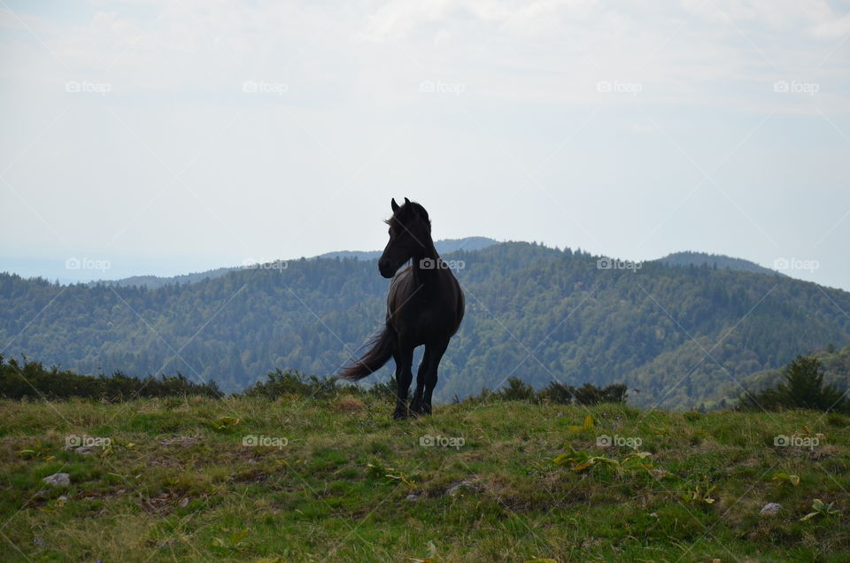 look at this magnificent black horse in the mountain full of greenery with the mane in the wind