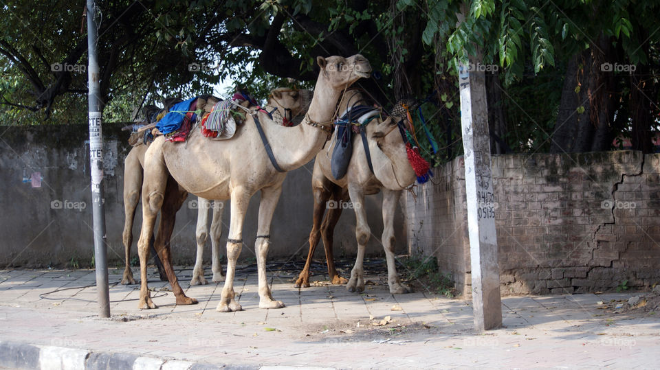Three camels waiting for their caretaker.