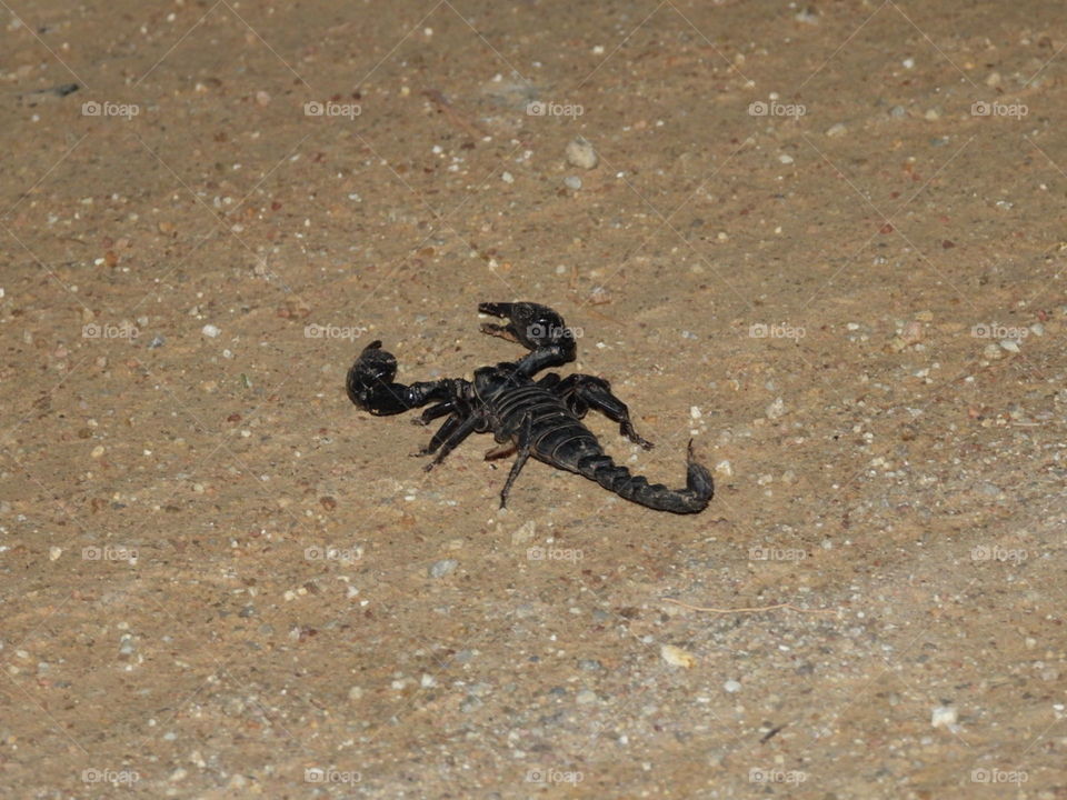 Scorpion 