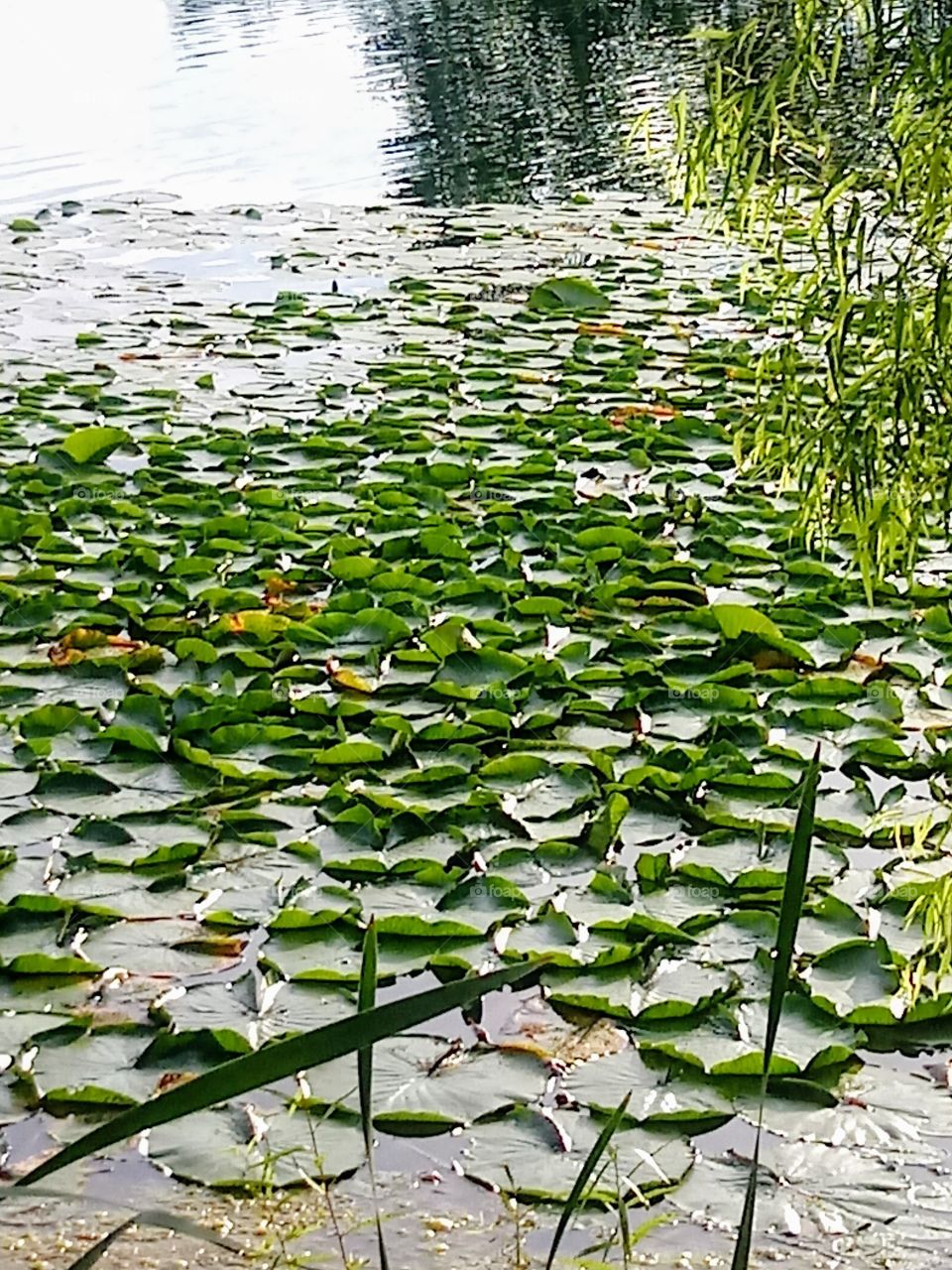 Lily Pads